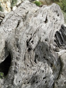 IMG_4557 (Medium)